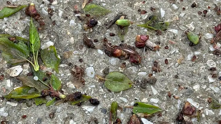 Keskin'den Milletvekillerine Çağrı Kayısı Üreticisine Sahip Çıkın