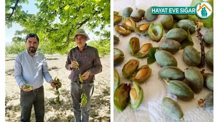 Kiraz' Çiftçinin Derdi Bitmiyor. Akçadağ'da Fırtına Kayısılara Zarar Verdi'