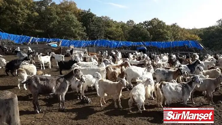Kırklareli'de 4 milyon 72 bin TL koyun/keçi desteklemesi