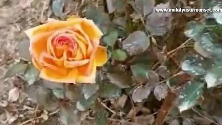 Kış ortasında güller açtı, vatandaşlar şaşırdı