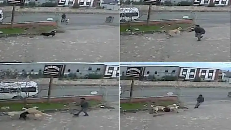 Köpeğe, köpekle işkence anı kamerada