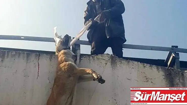 Köpeği boynundan köprüye astı