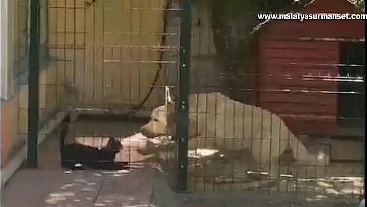 Köpeğin kulübesine giren kedi neye uğradığını şaşırdı