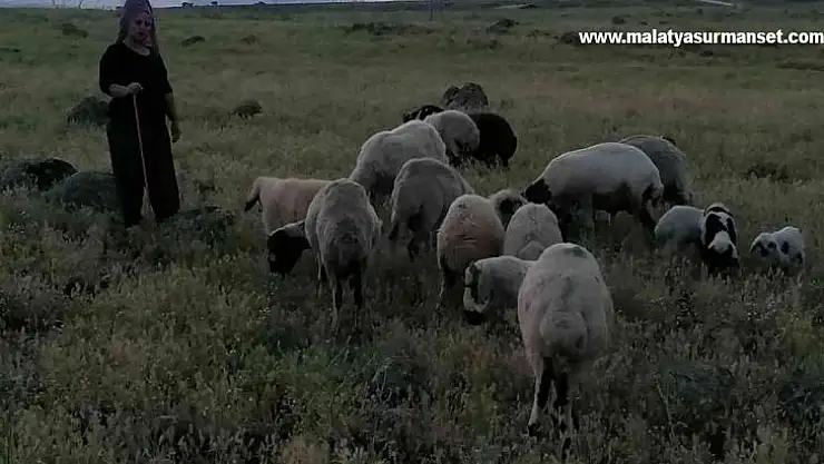 Köpeklerin saldırısına uğrayan 3 koyun telef oldu