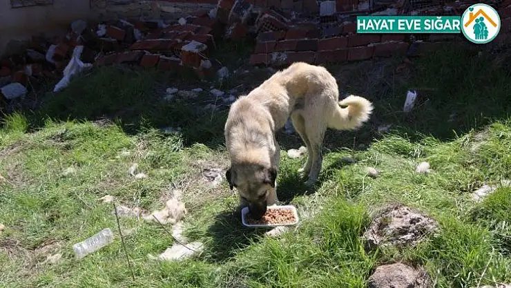 Köylerdeki sokak hayvanları unutulmadı