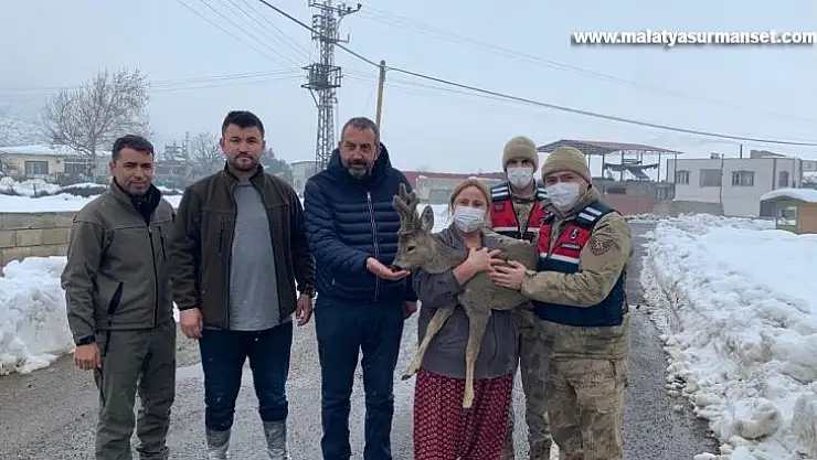 Köylülerin bulduğu yaralı karaca hayvanat bahçesinde tedaviye alındı
