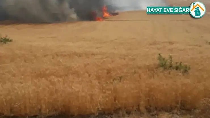 Kulp'ta 150 dönümlük buğday tarlası kül oldu