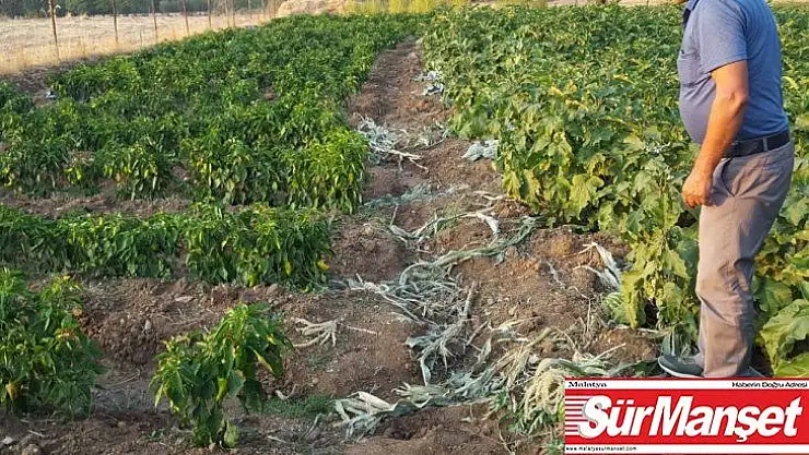 Kulp'ta yaban domuzları köyleri istila etti