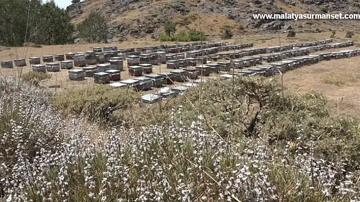 Kulp'ta yılın ilk organik bal hasadı başladı