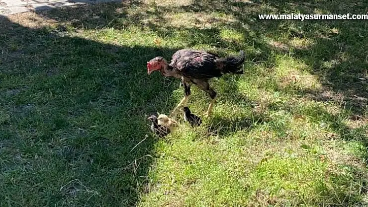 Kuluçkaya yatan horoz civcivlere annelik yapıyor