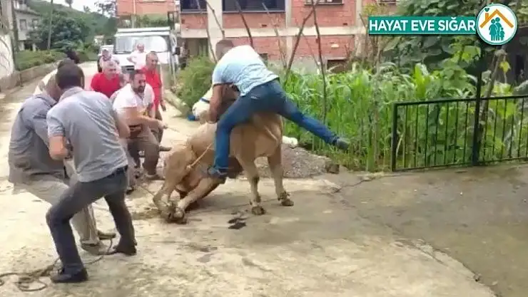 Kurbanlık boğa boynuzlarını tutan şahsı böyle savurdu