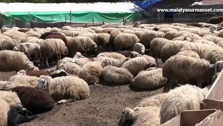 Kurt sürüsü 20 koyunu telef etti