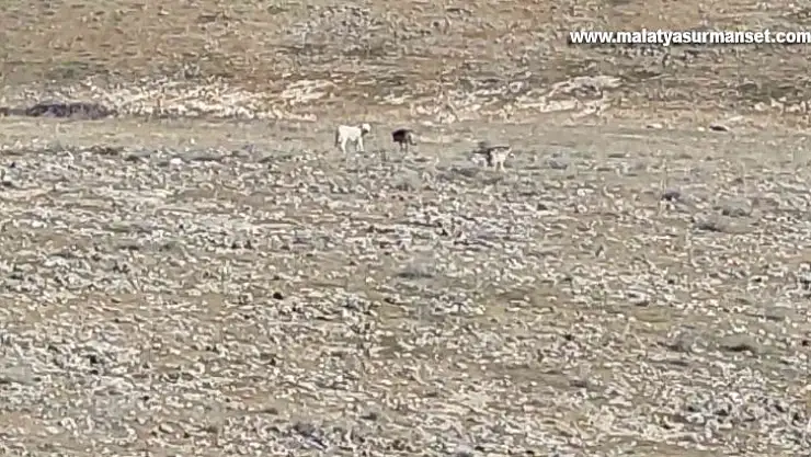 Kurt sürüsünün içerisinde  çoban köpeklerini görenler şaşırdı