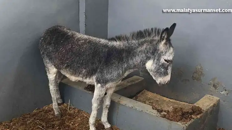 Kurt ve köpek saldırısı sonucu yaralanan sıpa, sağlığına kavuştuğu hayvan hastanesinin maskotu haline geldi