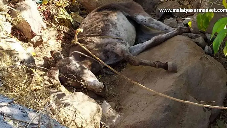 Kurtarma çalışmaları gecikince çukura düşen eşek telef oldu