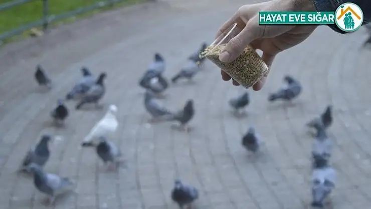 Kuşlar yemlerinden, satıcılar ekmeğinden oldu