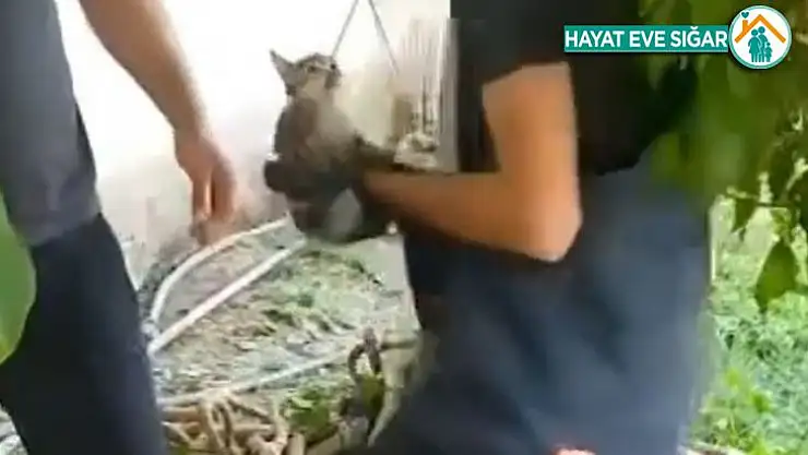 Kuyuya düşen kedi kurtarıldı