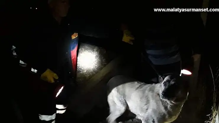 Kuyuya düşen köpek ve yavrusunu itfaiye ekipleri kurtardı