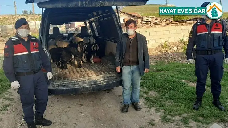 Kuzular ile çalınan annelerini jandarma kavuşturdu
