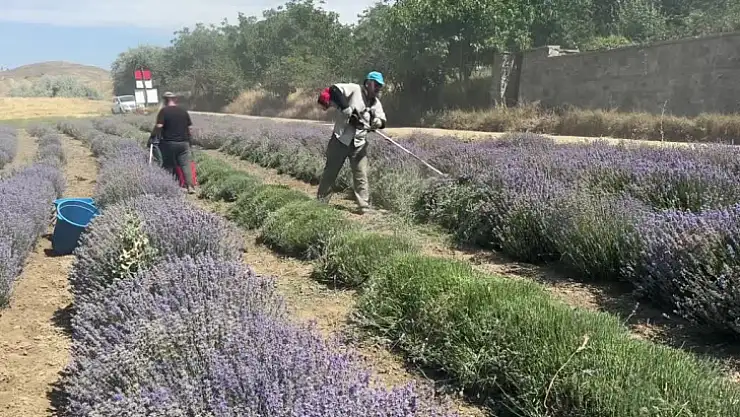Lavanta Bahçesinde Hasada Başlandı
