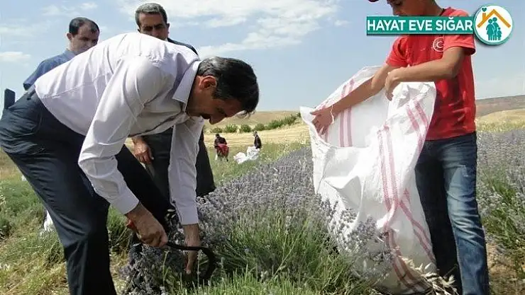 Lavanta hasat günü düzenlendi