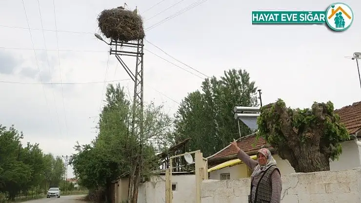 Leylek ailesi, Zeliha teyzeye 15 yıldır komşuluk yapıyor