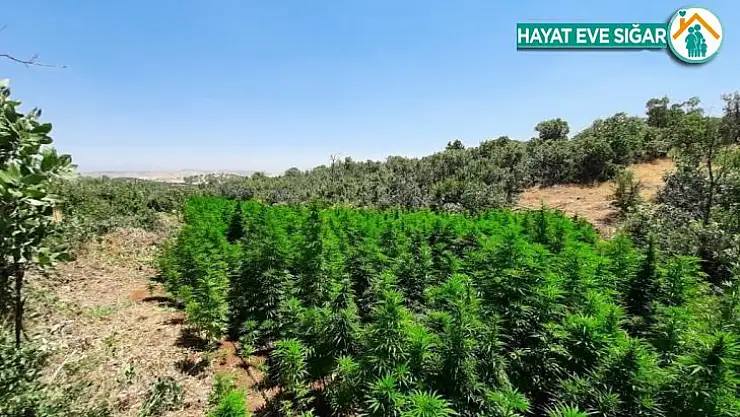 Lice'de 1 milyon 340 bin kök Hint keneviri ele geçirildi