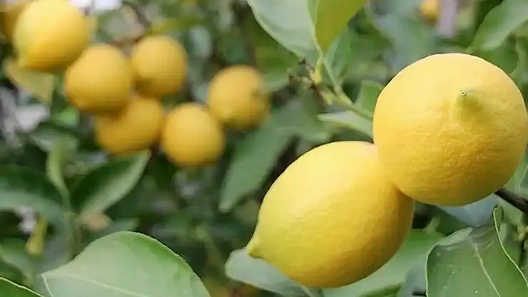 Limon İhracatına Kısıtlama Kararı Kısa Süreli Oldu İptal Edildi