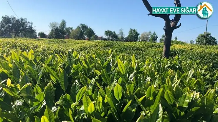 Lipton hasat için önlem programını açıkladı