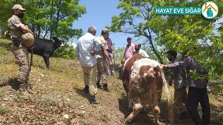 Mahsur kalan ineği jandarma ekipleri kurtardı