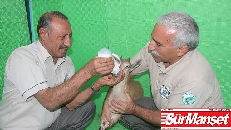 Mahsur kalan yavru dağ keçisi kurtarıldı
