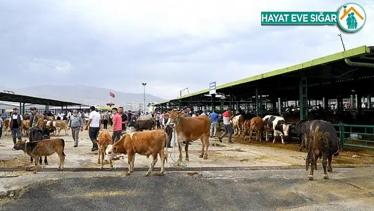 Malatya Büyükşehir'de Kurban Bayramı yoğunluğu
