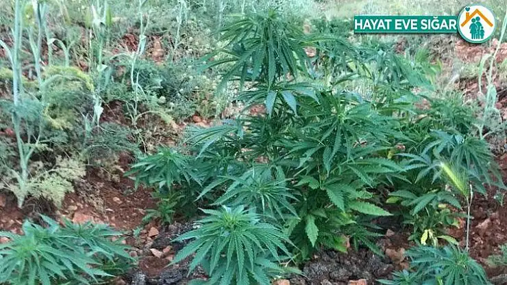 Malatya'da 5 bin 884 kök Hint keneviri ele geçirildi