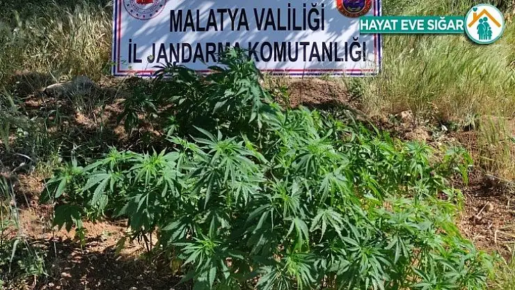 Malatya'da 589 kök Hint keneviri ele geçirildi