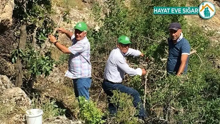 Malatya'da antepfıstığı yaygınlaşıyor