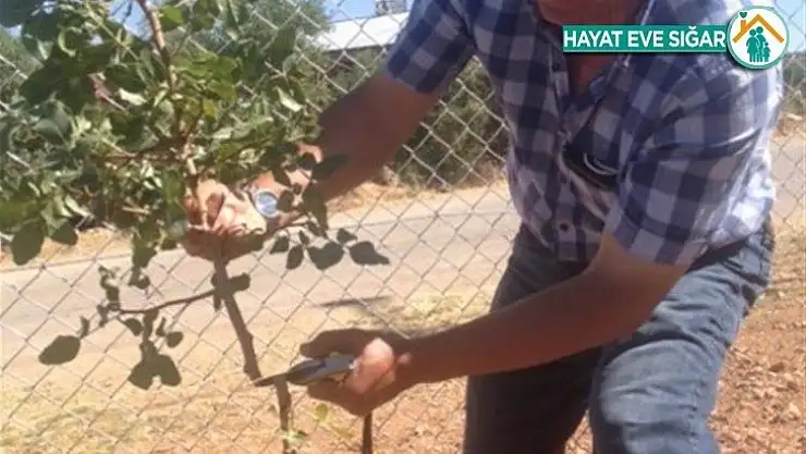 Malatya'da antepfıstığı yaygınlaştırılıyor
