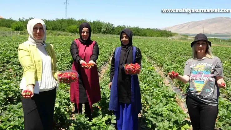 Malatya'da çilek 'kadın elinde' yetişiyor