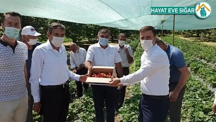 Malatya'da Çilek Tarla günü düzenlendi