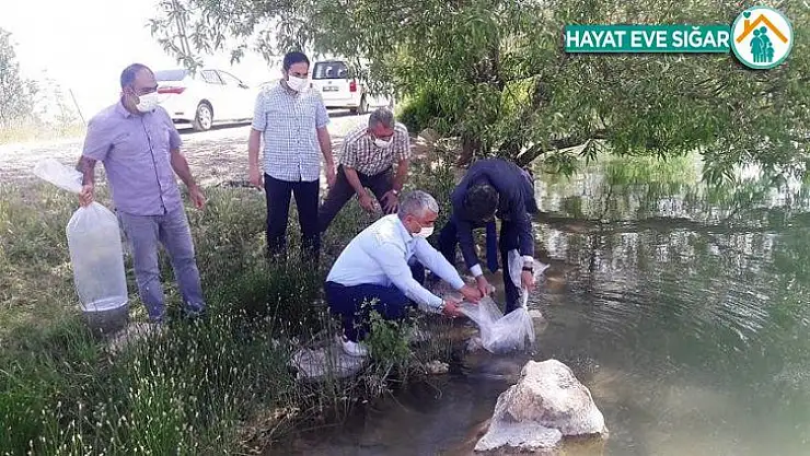 Malatya'da göletlere 50 bin balık bırakıldı