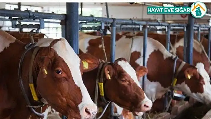 Malatya'da hayvan yetiştiricilerine düve desteği