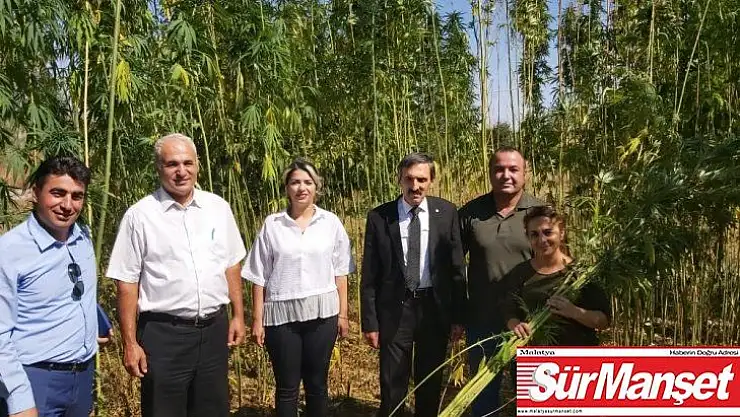 Malatya'da ilk kenevir hasadı başladı