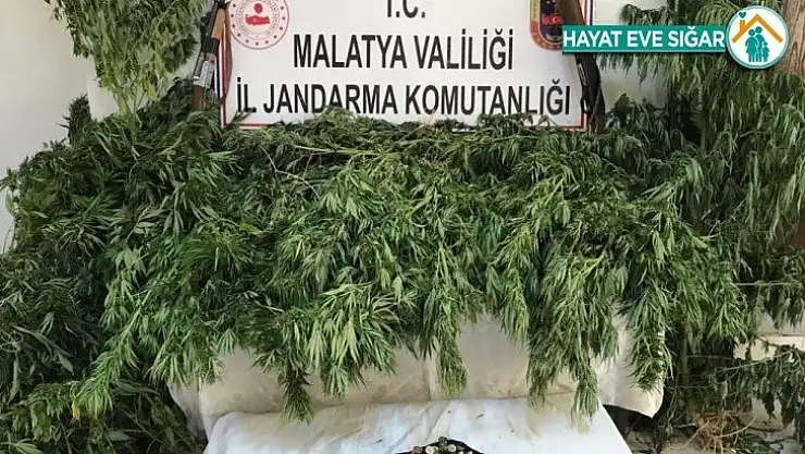 Malatya'da kaçak kenevir operasyonu: 2 gözaltı