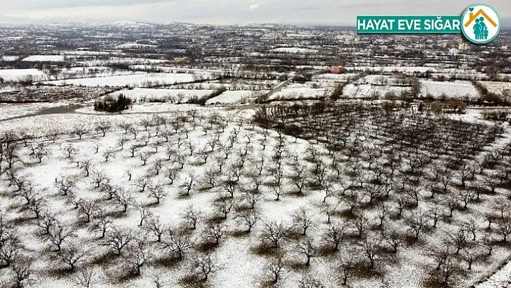 Malatya'da kayısı ağaçlarına beyaz gelinlik