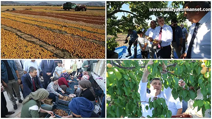 Malatya'da kayısı hasat günü etkinliği yapıldı