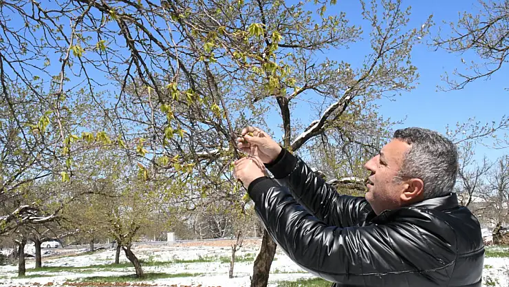 Malatya'da Kayısıda Büyük Zarar Bütün Mahsulü Kaybettik