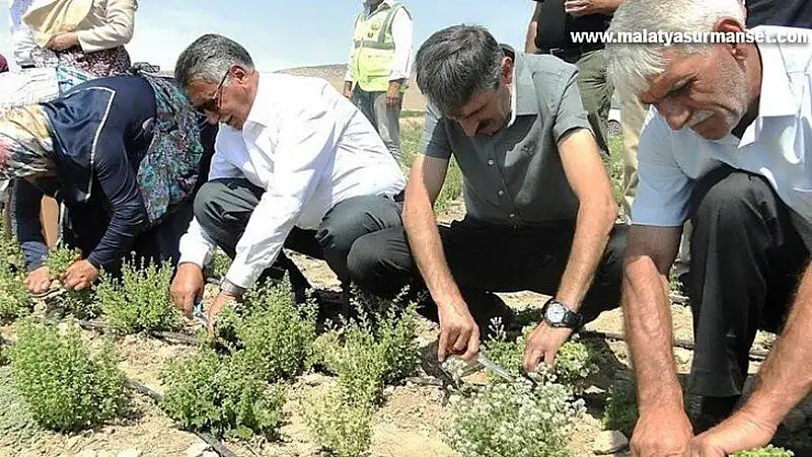 Malatya'da kekik hasadı başladı