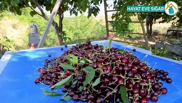 Malatya'da kiraz hasadında sona doğru