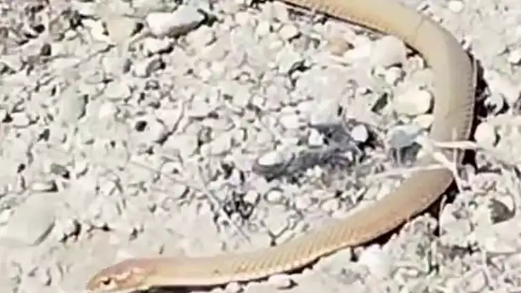Malatya'da kırmızı yılan görüldü