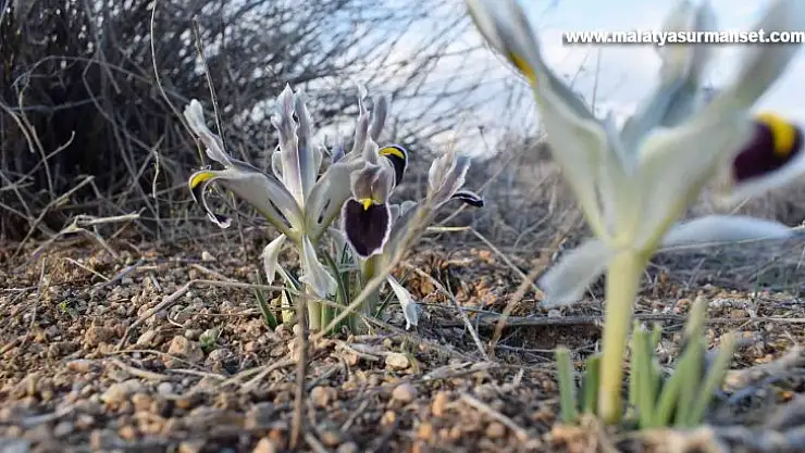 Malatya'da Nevruz Çiçekleri açtı