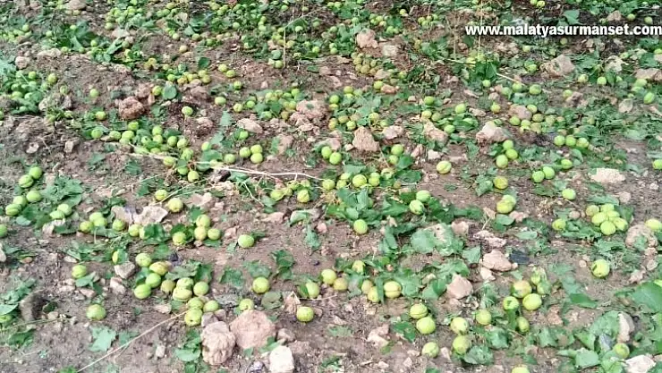 Malatya'da sağanak ve dolu meyvelere zarar verdi